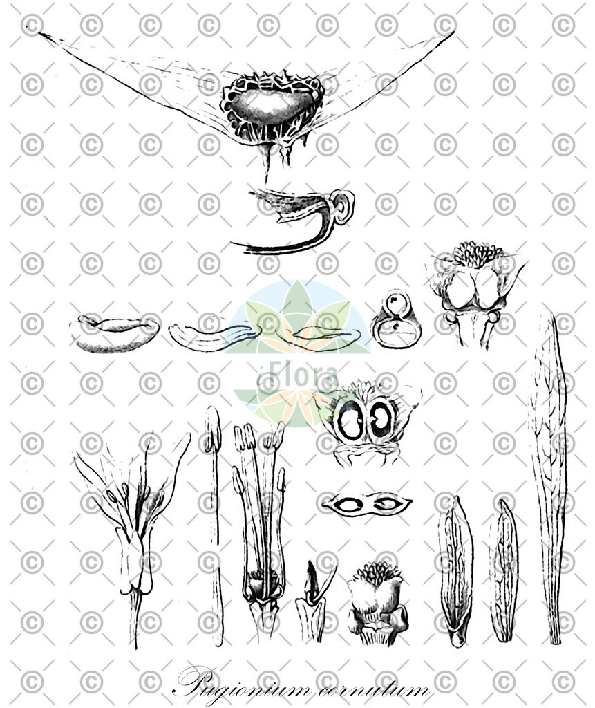 HistAbb_wfo-0001197039_1_ENZY_Simple | Historische Abbildung von Pugionium cornutum - Brassicaceae | Historical Illustration of Pugionium cornutum - Brassicaceae