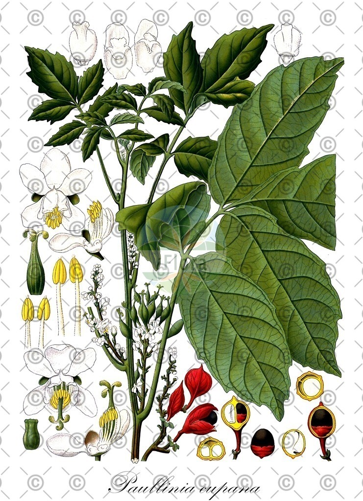 HistAbb_wfo-0000470767_1_ENZY_Simple | Historische Abbildung von Paullinia cupana - Sapindaceae | Historical Illustration of Paullinia cupana - Sapindaceae
