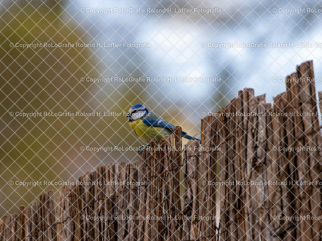 20240411_Vögel_RoLoGrafie-6 | Vogel im heimischen Garten - Realisiert mit Pictrs.com