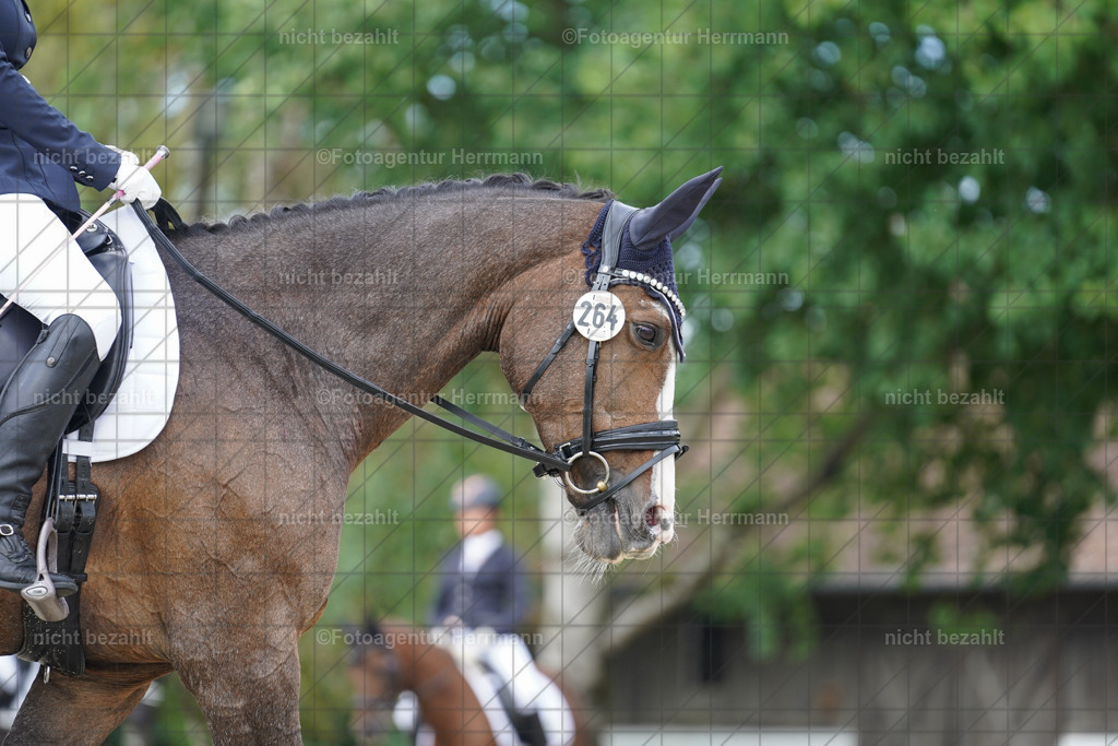 20230826-FAH05206 | Forstinning, 2023, Dressurturnier, Turniersportbilder, Turnierfotografen Bayern, Fotoagentur Herrmann, Reitsportfotografie, Turnierbilder