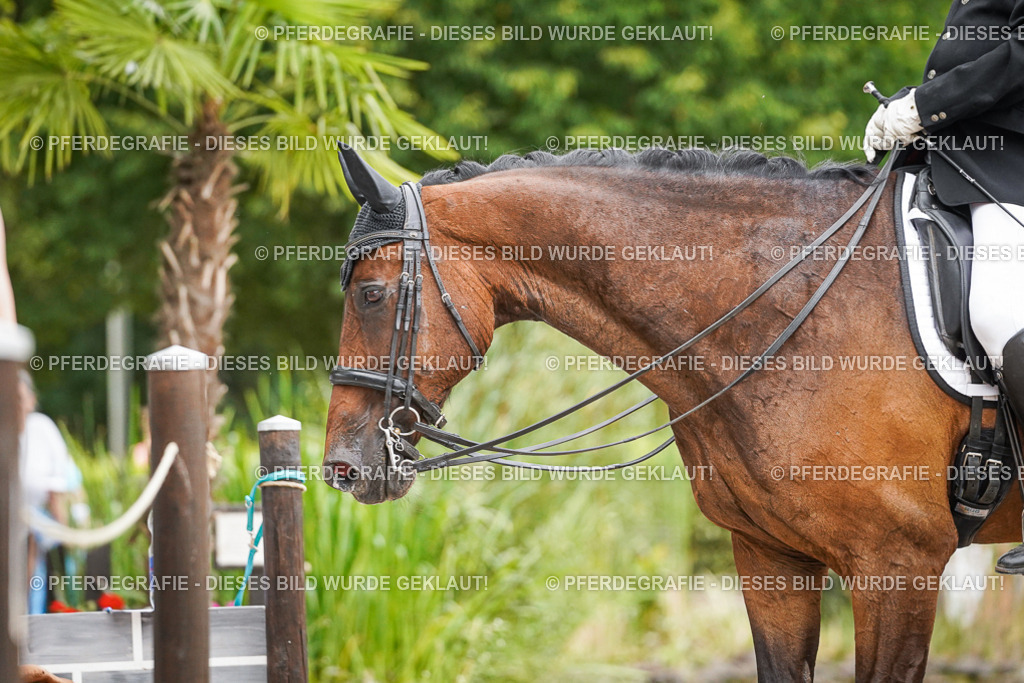 DSC07229 | Pferdegrafie