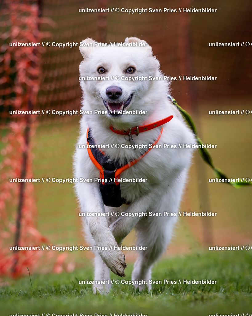 Sven Pries | 2024-04-21 - Hunderennen Baden-Oos
Foto: Sven Pries - Realisiert mit Pictrs.com