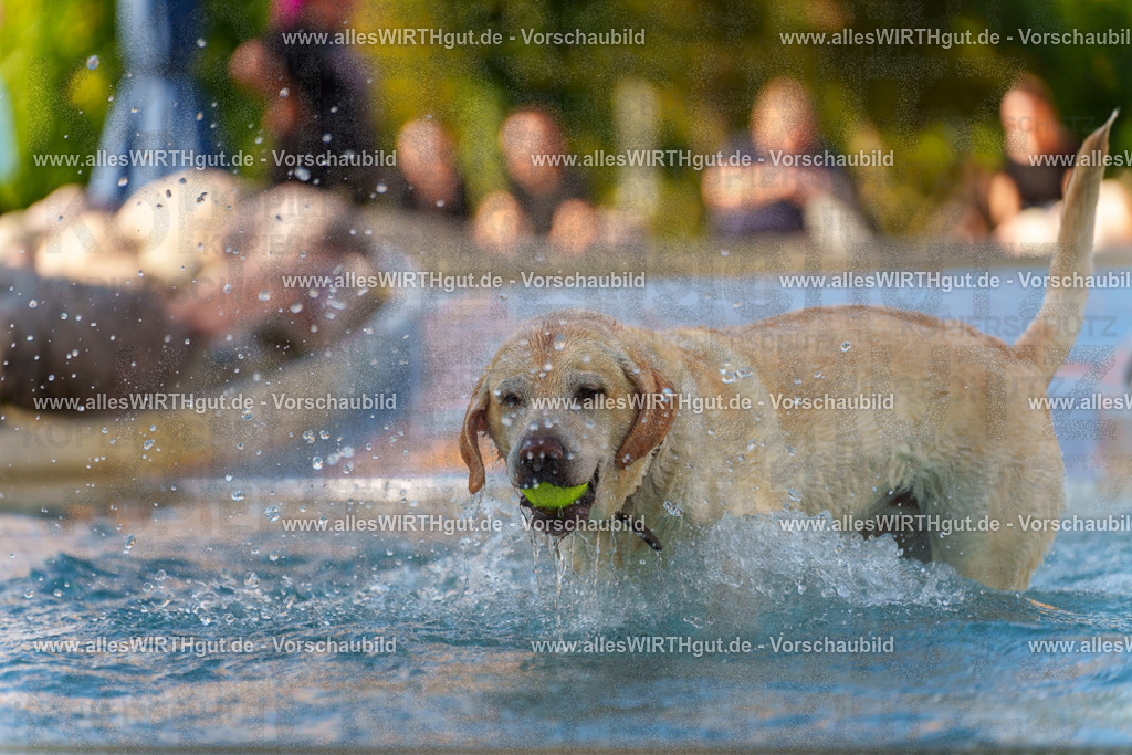 Hundeschwimmen_Grefrath_2026-allesWIRTHgut_Tierfotografie-13_47-7R508544 | Professionelle Tierfotografie in Mönchengladbach von Daniel Wirth (allesWIRTHgut). Liebevolle & natürliche Bilder von Hunden & Katzen für unvergessliche Erinnerungen.