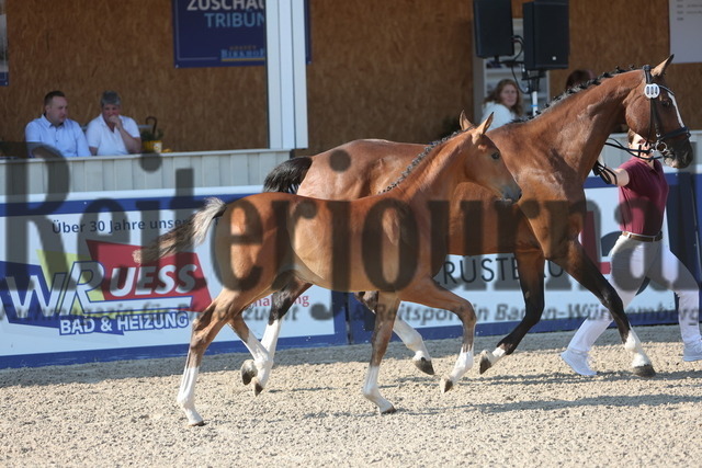 Gestüt_Birkhof_Fohlenchampionat_KN_04 (7) | Alle Fotos der Reiterjournal Fotografin Doris Matthaes im Reiterjournal Online-Fotoshop. - Realisiert mit Pictrs.com