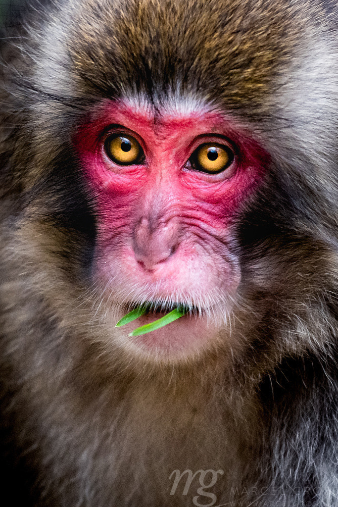 Portrait of a red faced snow monkey in Kamikochi, Japanese Alps, Chubu Sangaku National Park | portrait of a feeding young, red faced Japanese macaque (Macaca fuscata) also known as snow monkey in Kamikochi. Kamikochi is located in the Japanese Alps of Chubu Sangaku National Park. - Realisiert mit Pictrs.com