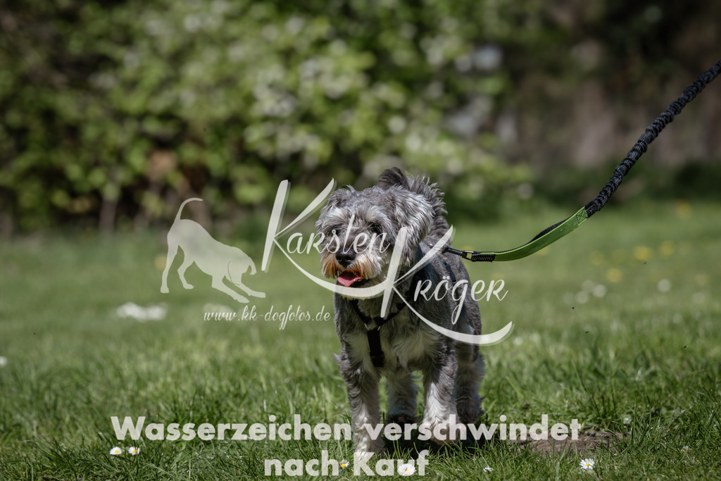 1221_ZZ91070 | kk-dogfotos