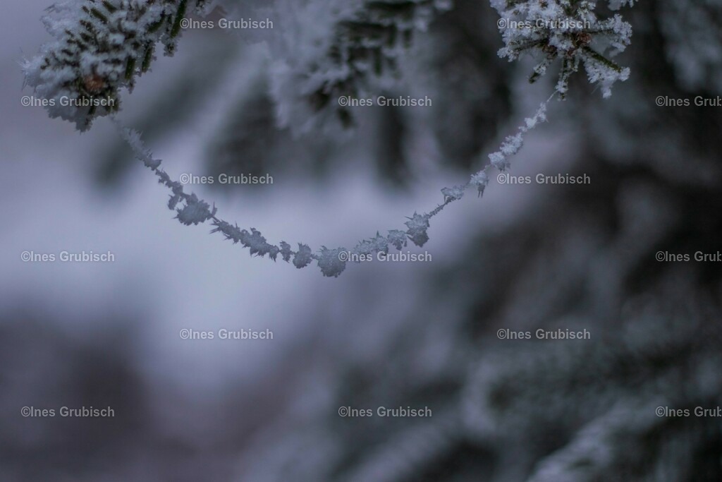 Spinnenwebe mit Eiskristallen | Lila Lubbenbomm - Artwork by Ines Grubisch - Realisiert mit Pictrs.com