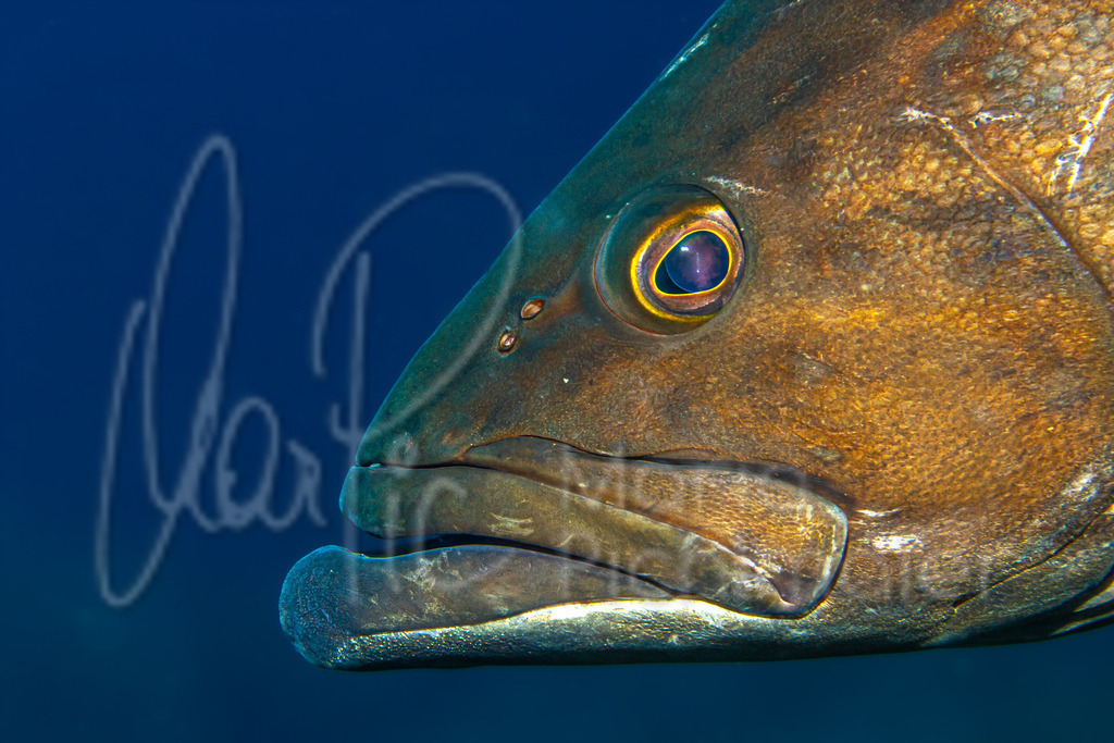 Epinephelus marginatus | DE: Brauner ZackenbarschEN: Dusky grouperES: Mero morenoFR: Mérou noir - Realisiert mit Pictrs.com