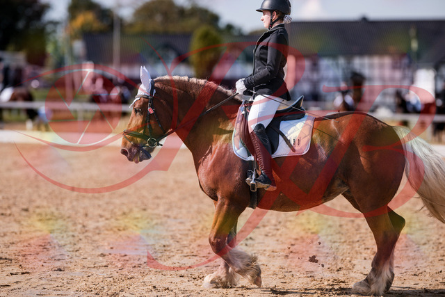 2026_10_03_Siefer-Hof_130214_Z81_55577698 | Professionelle Reitsport-, Turnier- und Eventfotografie von Robert Broda. Galerien mit ausgewählten und bearbeiteten Bildern direkt online ansehen und bestellen.