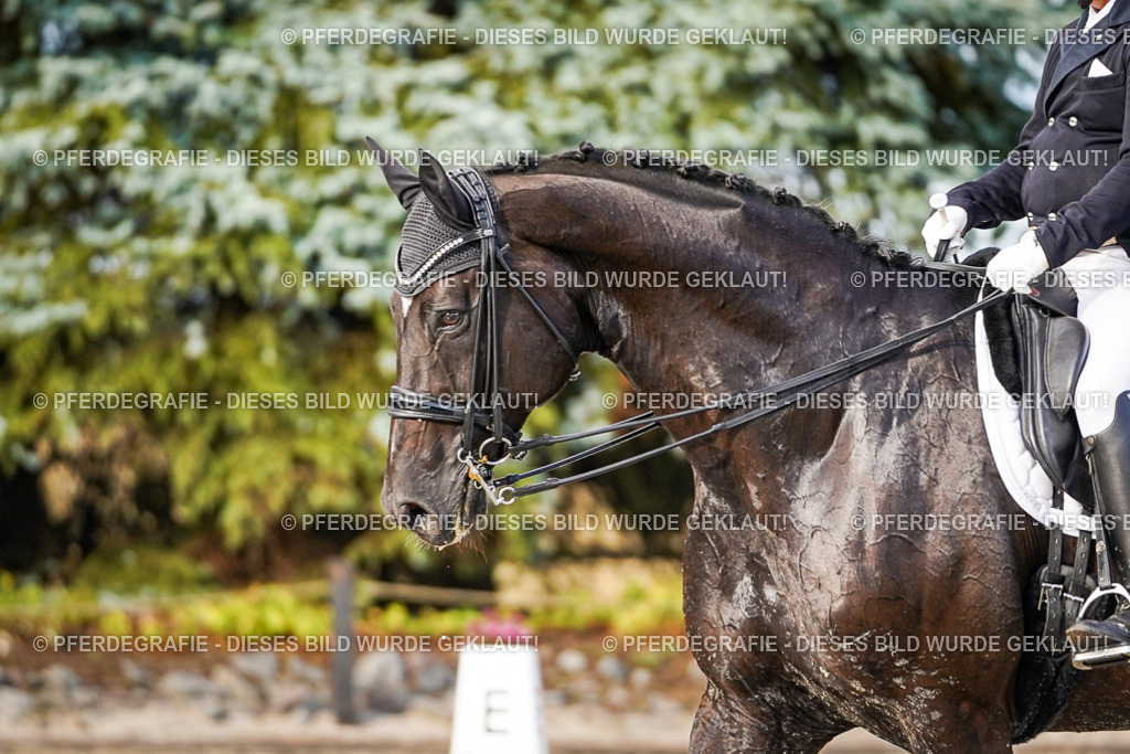 DSC00478 | Pferdegrafie