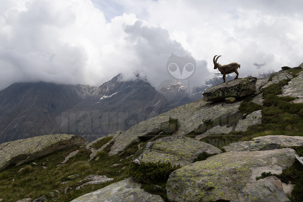 _5NF2688_20250713 | Ein majestätischer Alpensteinbock (Capra ibex) steht prominent auf einem großen Felsen im Vordergrund, sein Blick ist nach rechts gerichtet. Das Tier hat ein braunes Fell und beeindruckende, gebogene Hörner. Die Umgebung ist geprägt von einer rauen, felsigen Hochgebirgslandschaft mit spärlicher Vegetation, bestehend aus Gräsern und Moosen, die die Felsen bedecken. Im Hintergrund erheben sich weitere hohe Berge, deren Gipfel teilweise von dichten, grauen Wolken verhüllt sind. Einige Schneereste sind an den Berghängen erkennbar. Der Himmel ist bedeckt, was der Szene eine dramatische Atmosphäre verleiht. Der Steinbock interagiert mit seiner Umgebung, indem er auf dem Felsen steht und die Landschaft beobachtet. - Realisiert mit Pictrs.com