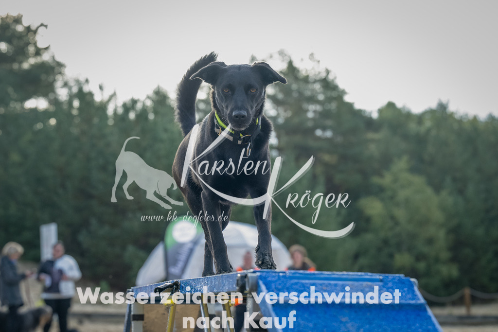 0903_ZZ91795-Bearbeitet | kk-dogfotos