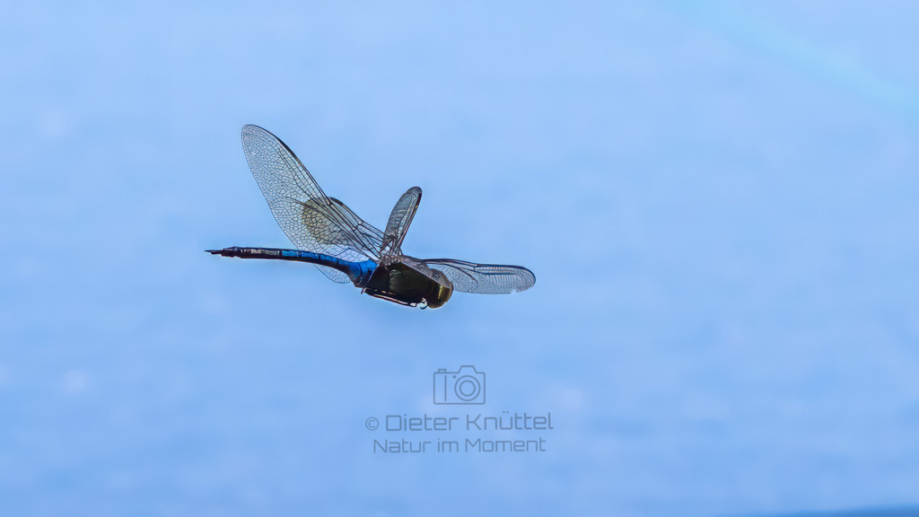 P1636901-Bearbeitet-2023-LR | Natur im Moment - Realisiert mit Pictrs.com