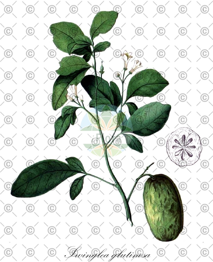 HistAbb_wfo-0000435410_1_ENZY_Simple | Historische Abbildung von Swinglea glutinosa - Rutaceae | Historical Illustration of Swinglea glutinosa - Rutaceae
