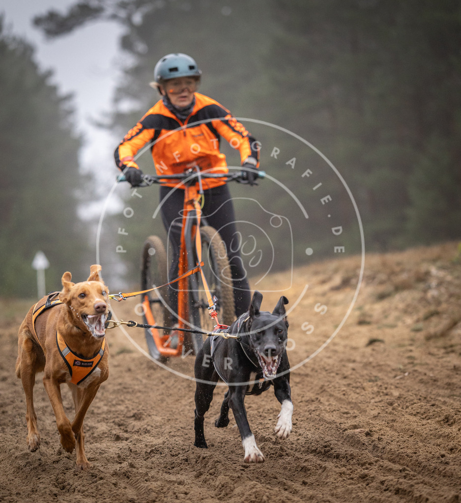 Pfotenfotografie_DV3A1035 | Hundefotografie, Tierfotograf, Pfotenfotografie, Fotoshooting Hund, Hunde Portrait, Hundesport, Hundeportraits, Heideshooting, Hunde, Sportfotograf, Hundefotograf, Turnierhundsport, THS,  - Realisiert mit Pictrs.com