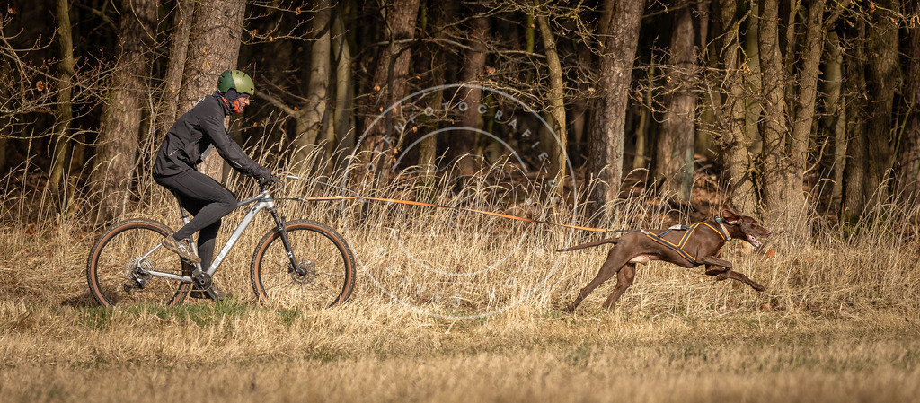 DV3A4432 | Hundefotografie, Tierfotograf, Pfotenfotografie, Fotoshooting Hund, Hunde Portrait, Hundesport, Hundeportraits, Heideshooting, Hunde, Sportfotograf, Hundefotograf, Turnierhundsport, THS,  - Realisiert mit Pictrs.com