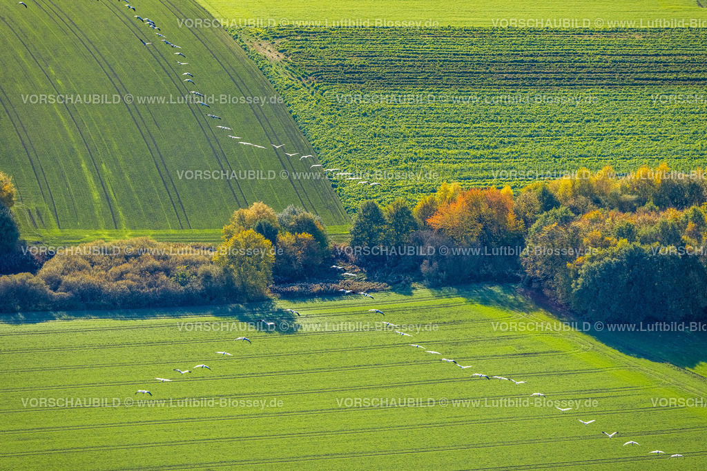 Bochum221100089 | Luftbild, Kraniche über Wiesen und Felder, Gerthe, Bochum, Ruhrgebiet, Nordrhein-Westfalen, Deutschland