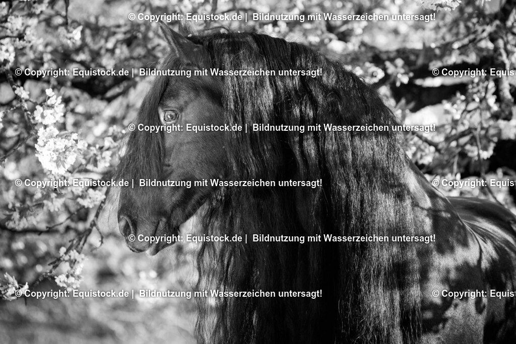 20150423_TOMsPiC_0105 | equistock