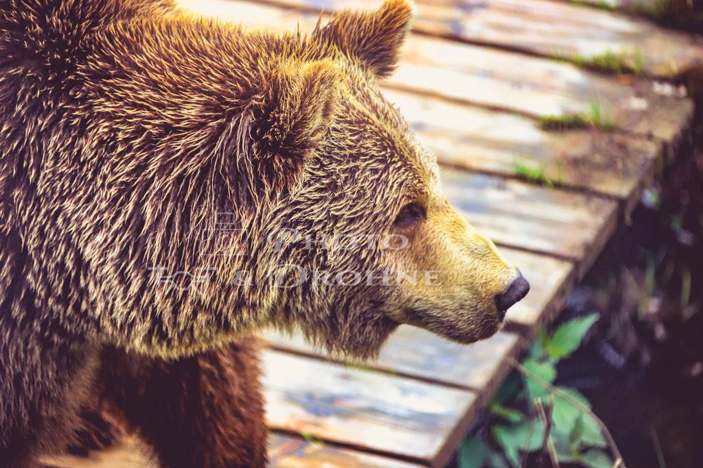 Europäischer Braunbär-2747 | Der Europäische Braunbär (Ursus arctos arctos) ist eine Unterart des Braunbären und kommt hauptsächlich in Europa vor, aber auch in einigen Teilen Asiens. Die Tiere haben eine Schulterhöhe von bis zu 1,5 Metern und können ein Gewicht von über 300 Kilogramm erreichen. - Realisiert mit Pictrs.com