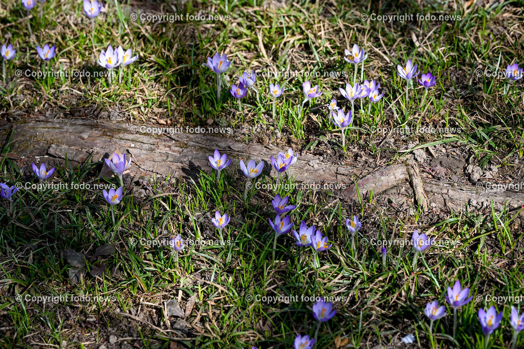 Fruehling_ Blumen_ Fruelingsboten_ 05.03.2025-30 | 05.03.2025, Linz, AUT, Fruehling, Blumen, Fruehlingsboten, im Bild Frühling, Blumen, Frühlingsboten, Fruehling, Fruelingsboten, Krokus, Krokusse, Waldboden, Blütenpflanze, Vorfrühling
