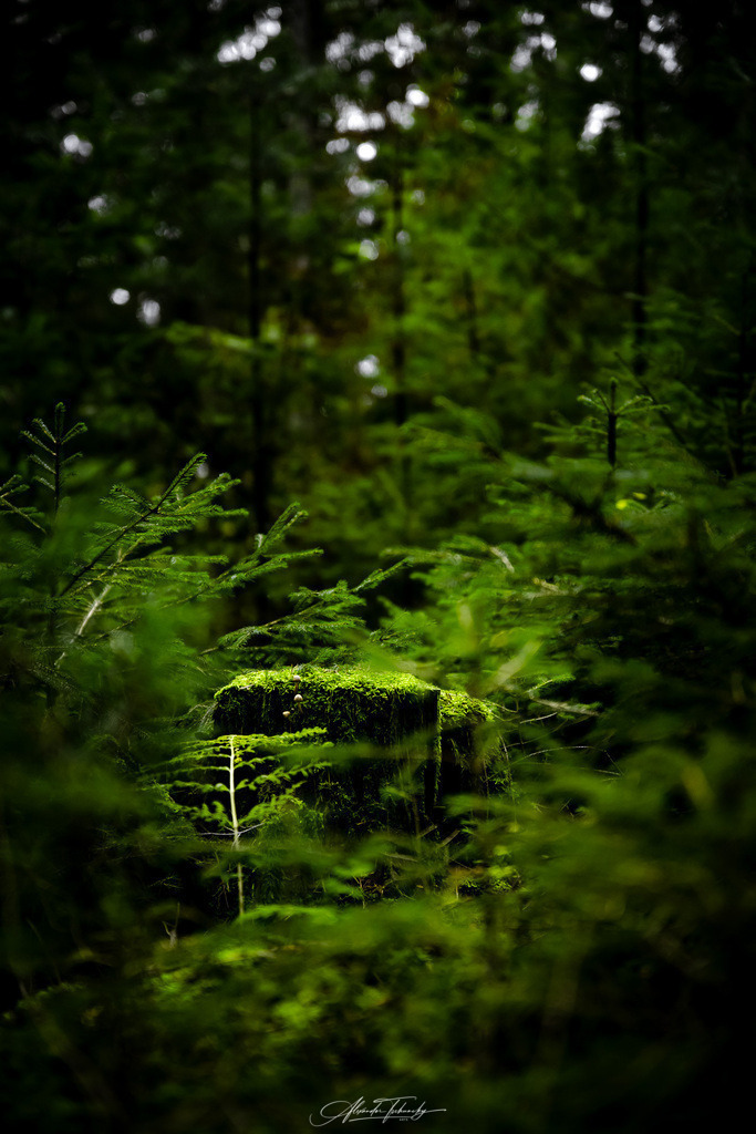 Spessart | Entdecken Sie die faszinierende Welt von Alexander Tschuncky Arts: Kreative Fotografie, atemberaubende Automobilkunst und hochwertiger Bilderdruck. Lassen Sie sich inspirieren! - Realisiert mit Pictrs.com