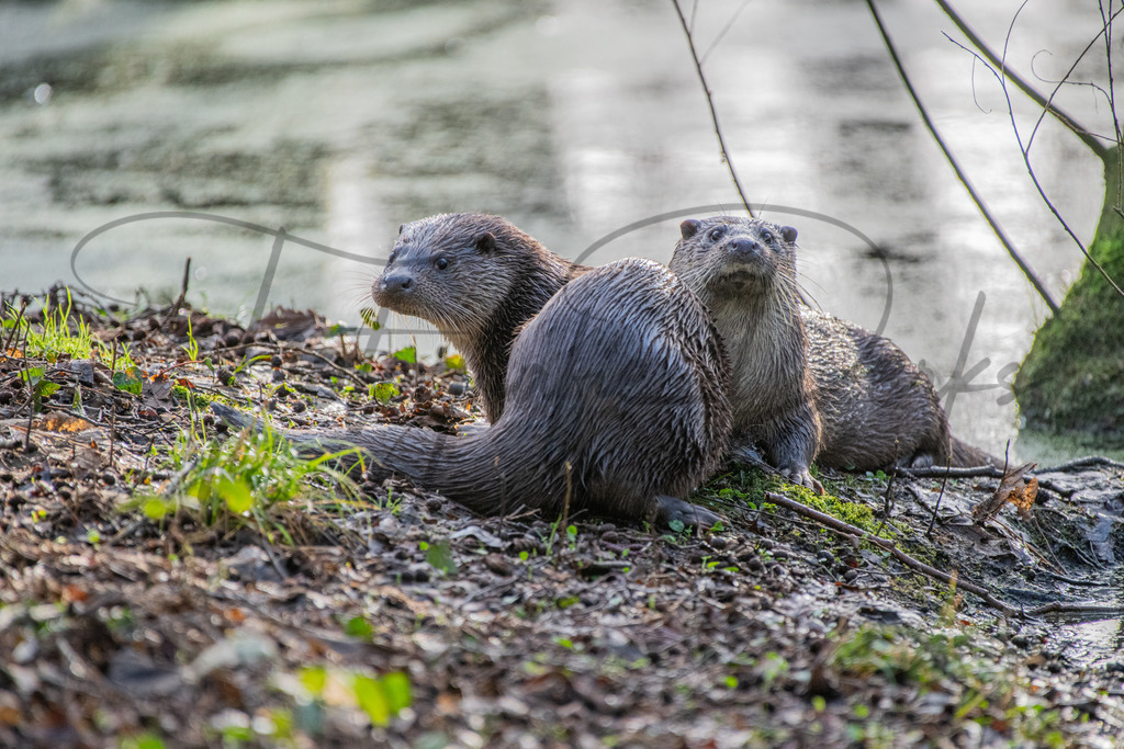 tiere-1-17 | fotografie-derks - Realisiert mit Pictrs.com