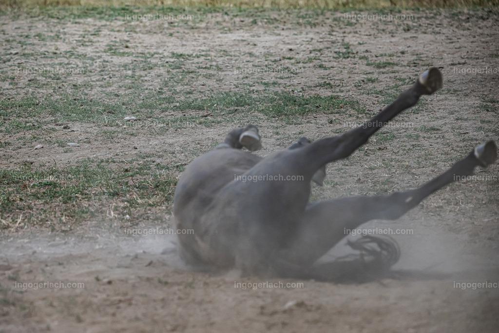 NZ9_9511 | Betzdorf(Deutschland Der deutsche Naturfotograf  Ingo Gerlach/69 aus Betzdorf in Deutschland war Anfang August 2022 auf dem Weg zu „seiner“ Herde mit Islandhengsten. Diese Herde mit rund 14 Hengsten fotografiert Gerlach bereits seit mehreren Jahren. Diesmal wollte der Naturfotograf schauen wie es den Hengsten geht. Es war der heißeste August seit Beginn der Wetteraufzeichnung. Das Thermometer zeigte an diesem Vormittag bereits 38 Grad an. Die Hitze würde sicherlich auch den Tieren zu schaffen machen. Als Gerlach an der sehr weiträumigen Weide ankam sah er schon die Staubwolken. Schnell positionierte er die Nikon Z9 mit dem Superzoom 180 bis 400mm und einschwenkbarem Konverter auf seinem Stativ. Schnell hatte er die ersten Bilder auf der Speicherkarte. Das Verhalten der Hengste war typisch für die Isländer. Sie wälzten sich im Staub um lästiges Ungeziefer los zu werden. Zudem kühlte die Staubschicht auf der Haut auch ein wenig. Obwohl reichlich Staub vorhanden war, kämpften die Hengste immer wieder um den besten und staubigsten Platz.  Dadurch das der Staub in die Höhe ging ergaben sich „herrliche Fotos. Als der Fotograf seine Bilder im Kasten hatte checkte er noch ob die Hengste auch genügend Wasser zur Verfügung hatten, Hatten sie. Ein Brunnen lieferte das lebensnotwendige Nass. 