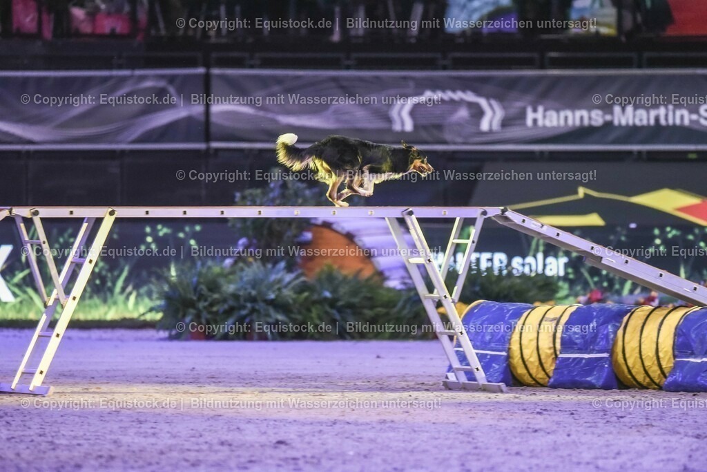 20231115_Dog-Agility_0137_TOMsPiC | Foto: Thomas Hartig