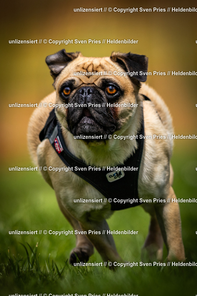 Sven Pries | 2025-04-13 - Hunderennen Baden-Baden - Realisiert mit Pictrs.com