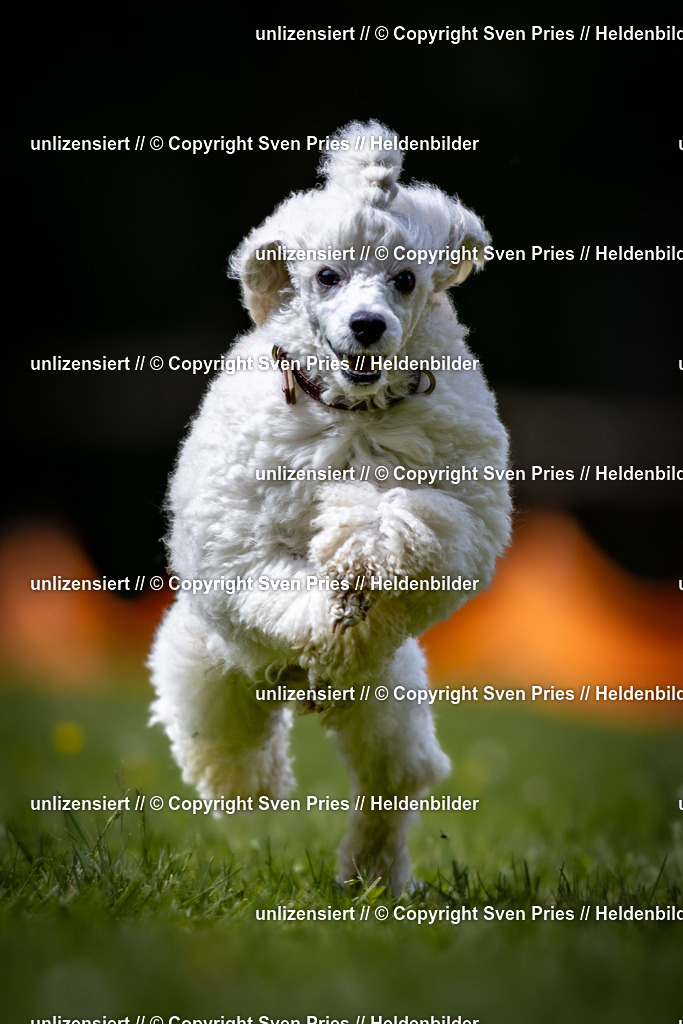 Sven Pries | 2026-05-14 - Hunderennen KA Durlach Vatertag 2026 - Realisiert mit Pictrs.com