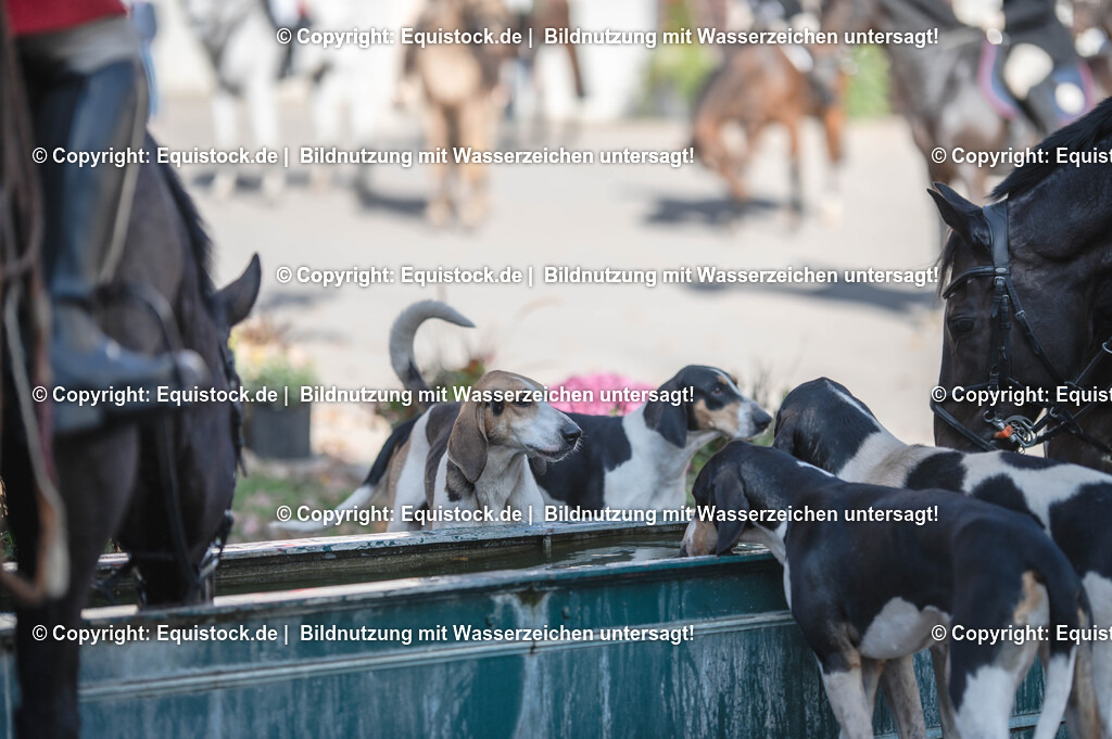 20251011_Jagd-Marbach_0632 | Foto: Thomas Hartig