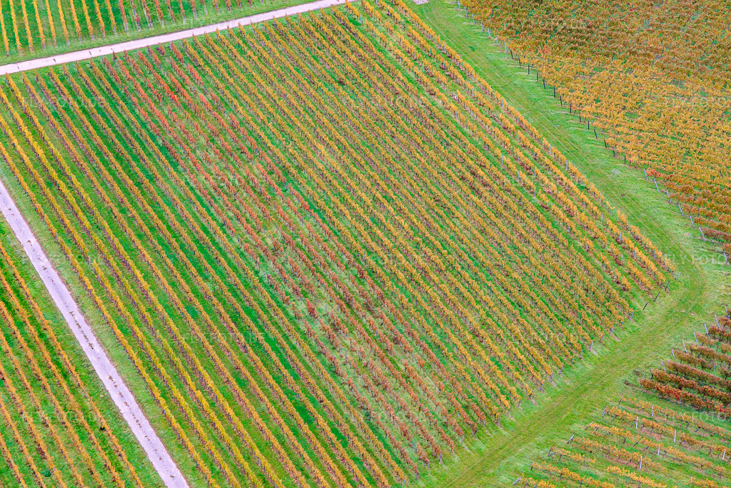 Luftbild: Rebzeilenmuster in Barbelroth im Bundesland Rheinland-Pfalz in Deutschland. Foto: IMG_150043.jpg vom 10.10.2025 durch Werner Riehm/FLY-FOTO.de