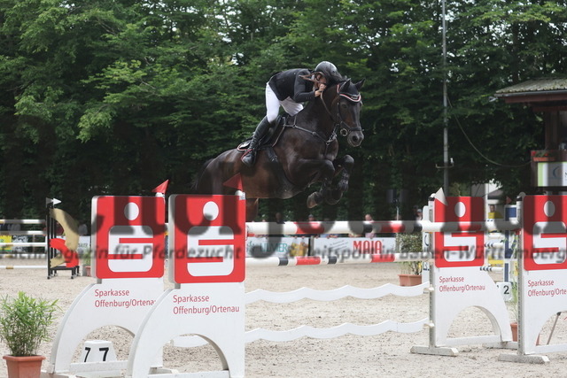 Ichenheim_2024_Prfg.Nr01_Springprfg_Kl.S_m.St._Julian Holzmann_Handsome 13 (7) | Alle Fotos der Reiterjournal Fotografin Doris Matthaes im Reiterjournal Online-Fotoshop. - Realisiert mit Pictrs.com