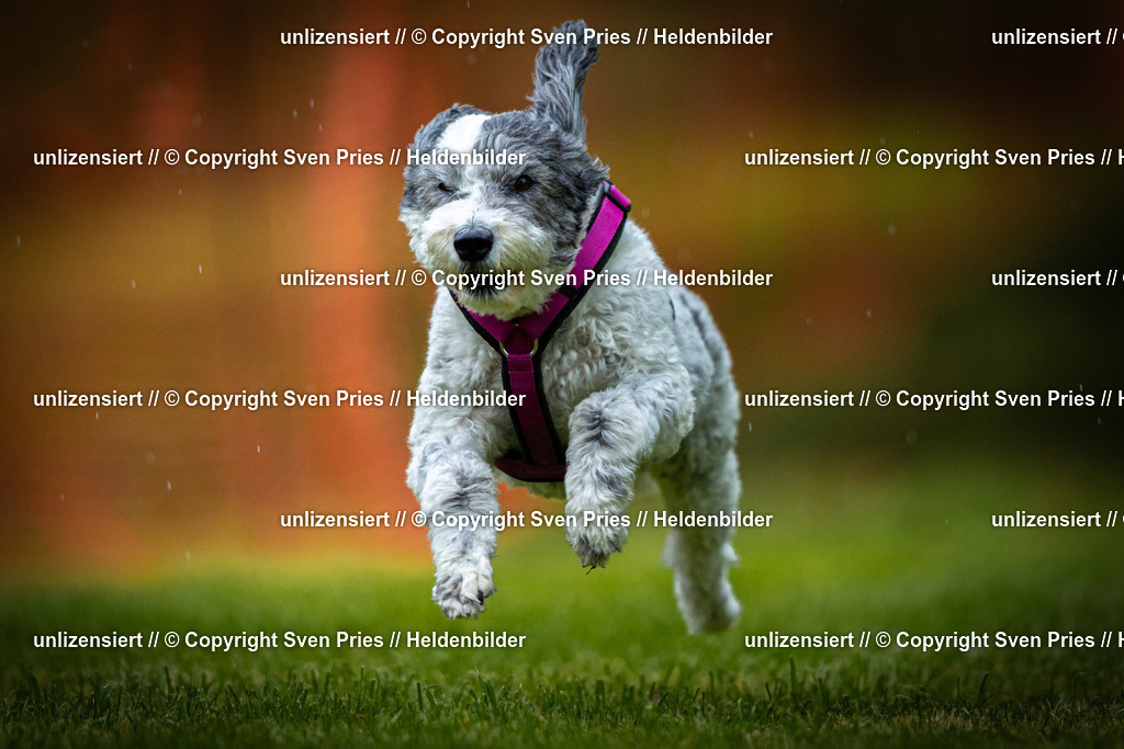 Sven Pries | 2025-09-21 - Hunderennen Baden-Oos - Realisiert mit Pictrs.com