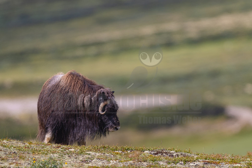 R5NF1550-20230727 | Der Moschusochse (Ovibos moschatus), auch als Bisamochse oder Schafsochse bezeichnet, ist ein Paarhufer aus der Unterfamilie der Antilopinae; innerhalb derer gehört er in die Verwandtschaftsgruppe der Ziegenartigen. - Realisiert mit Pictrs.com