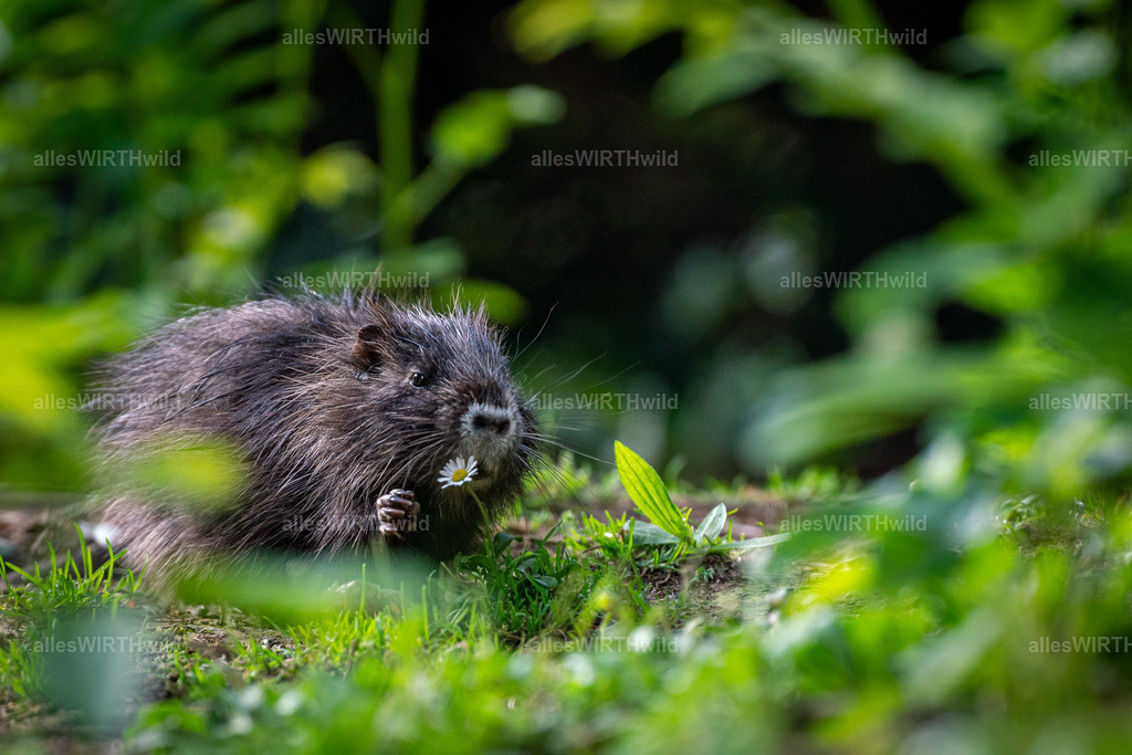 allesWIRTHgut Tierfotografie - 20210709-AWG09851 | Entdecke die faszinierende Welt der Natur- und Wildlife-Fotografie von Daniel und Bärbel. Inspirierende Bilder von wilden Tieren und kleinen Naturwundern.