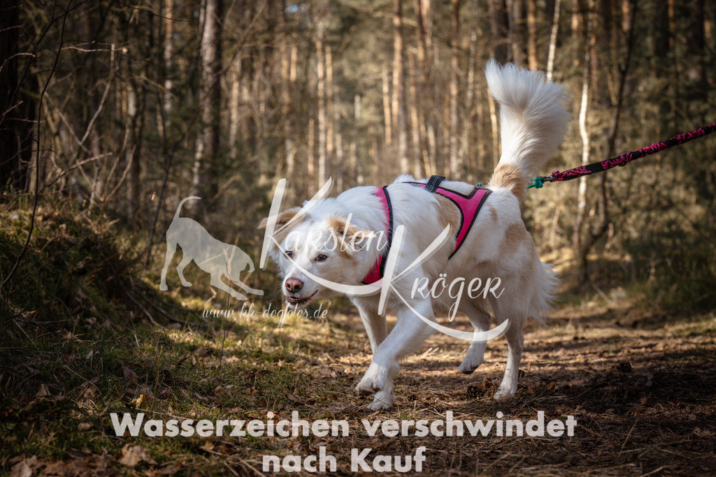 1131_ZZ90998 | kk-dogfotos