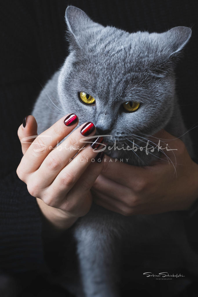 Katzenliebe | People- und Tierfotografie, Imageaufnahmen, Veranstaltungsfotografie und Wandbilder aus der Natur ★ Made in Germany ✔️ Druck + Downloads ✔️ Naturfotografie in Top Qualität ★ schneller Versand, weltweite Lieferung! - Realisiert mit Pictrs.com