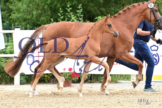 37 DE433330656623 FRE Feliciano - Rubin-Royal - Sungold_DSC_6918 Kopie | <meta name="description" content="★Offizieller Merchandise und Foto-/Videostore des Oldenburger Verbandes.★ ✅Jetzt auch digital Ausdrucke erhältlich." />
<meta name="keywords" content="Merchandise Foto-/Videostore Oldenburger Verband Photographie 