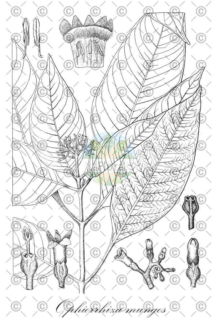 HistAbb_wfo-0000881971_1_ENZY_Simple | Historische Abbildung von Ophiorrhiza mungos - Rubiaceae | Historical Illustration of Ophiorrhiza mungos - Rubiaceae