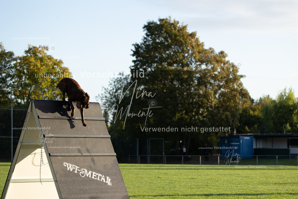 _16A6041 | Einzigartige Fotos von Hunden & Menschen –Actionfotos, Portraits, Vereinsaufnahmen & Paarshootings – authentisch, lebendig & mit Herz.