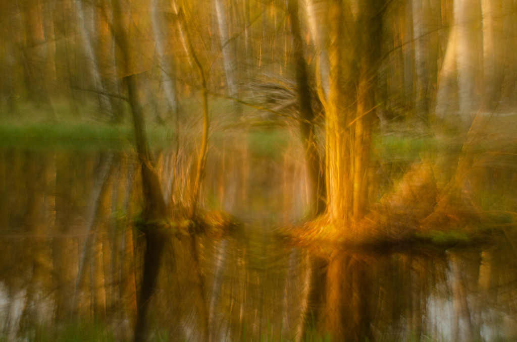 Das Zaubertor | Abendsonne am Stamm im Wasser stehender Bäume in der Kuhlake - Realisiert mit Pictrs.com