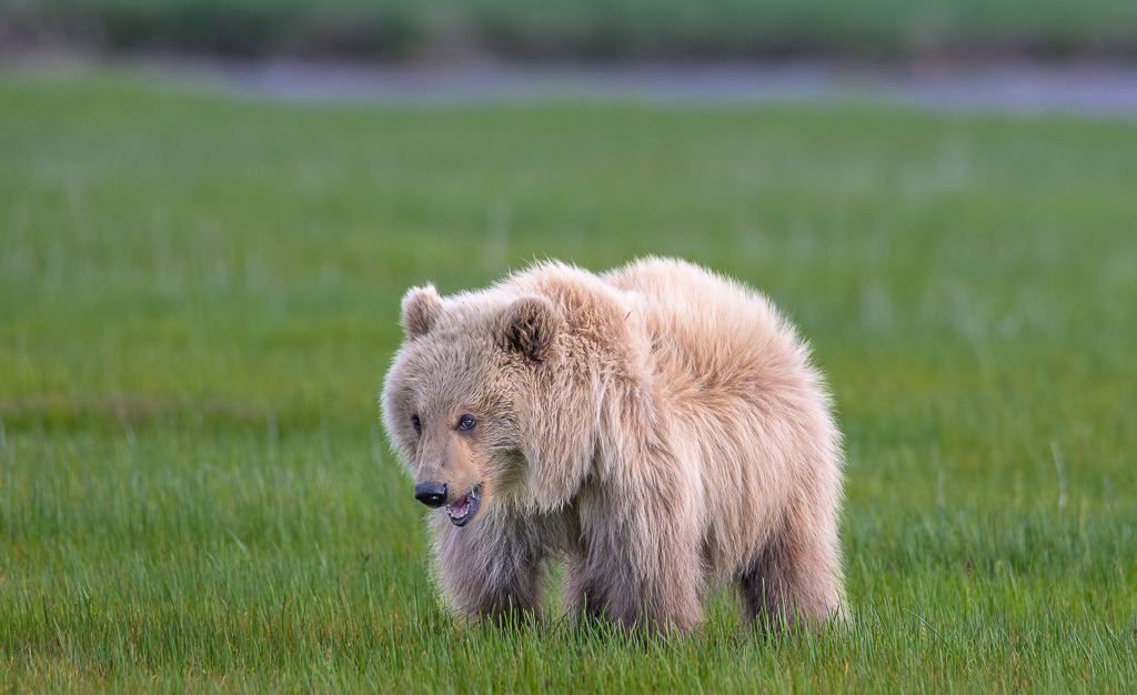 Alaska | Flug von Homer zu den Bärengebieten in Lake Clark NP und Katmai NP.  Schauplatz hier: Katmai. - Realisiert mit Pictrs.com