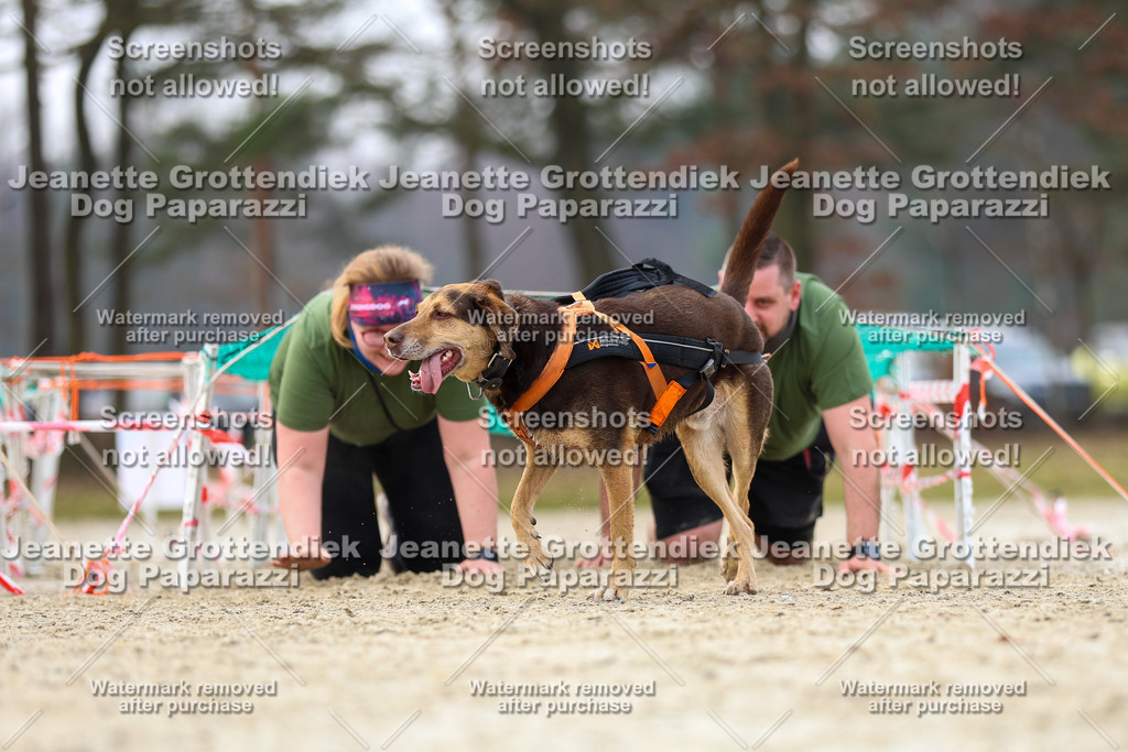 Dog Paparazzi - Strongdog North Mrz26-4629 | Dog Paparazzi Jeanette Grottendiek Fotografie & Videografie - Realisiert mit Pictrs.com