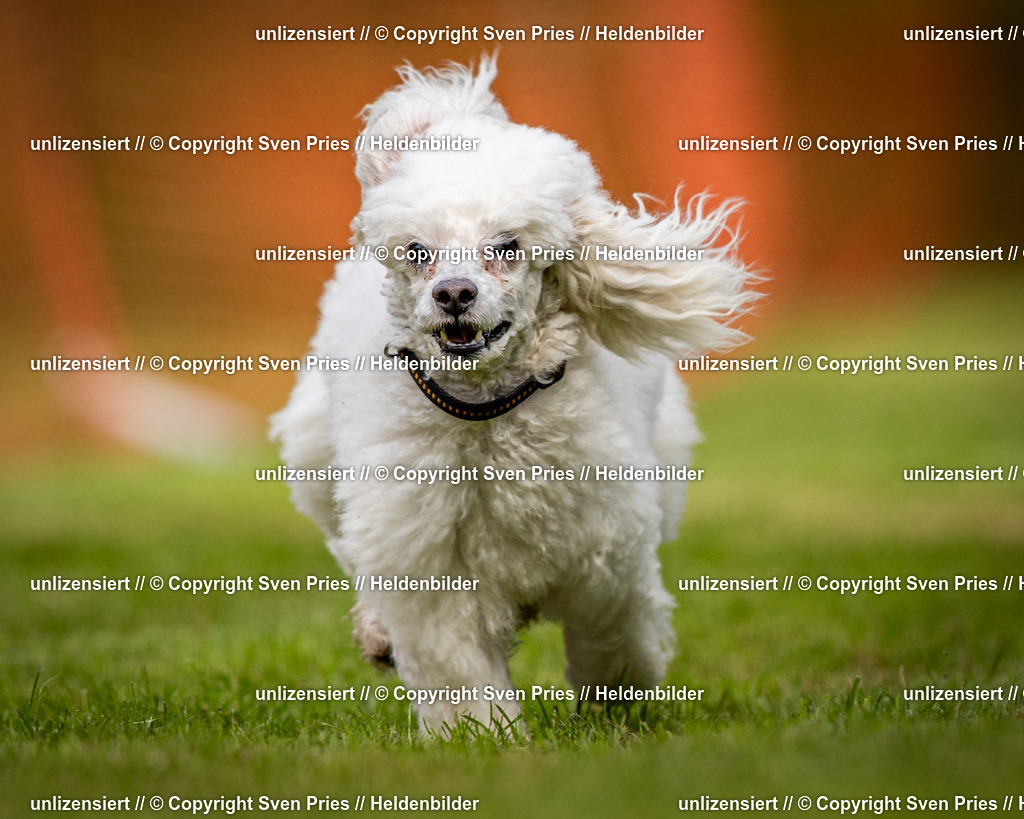 Sven Pries | 2024-09-22 - Hunderennen Baden-BadenPudelverein - Realisiert mit Pictrs.com