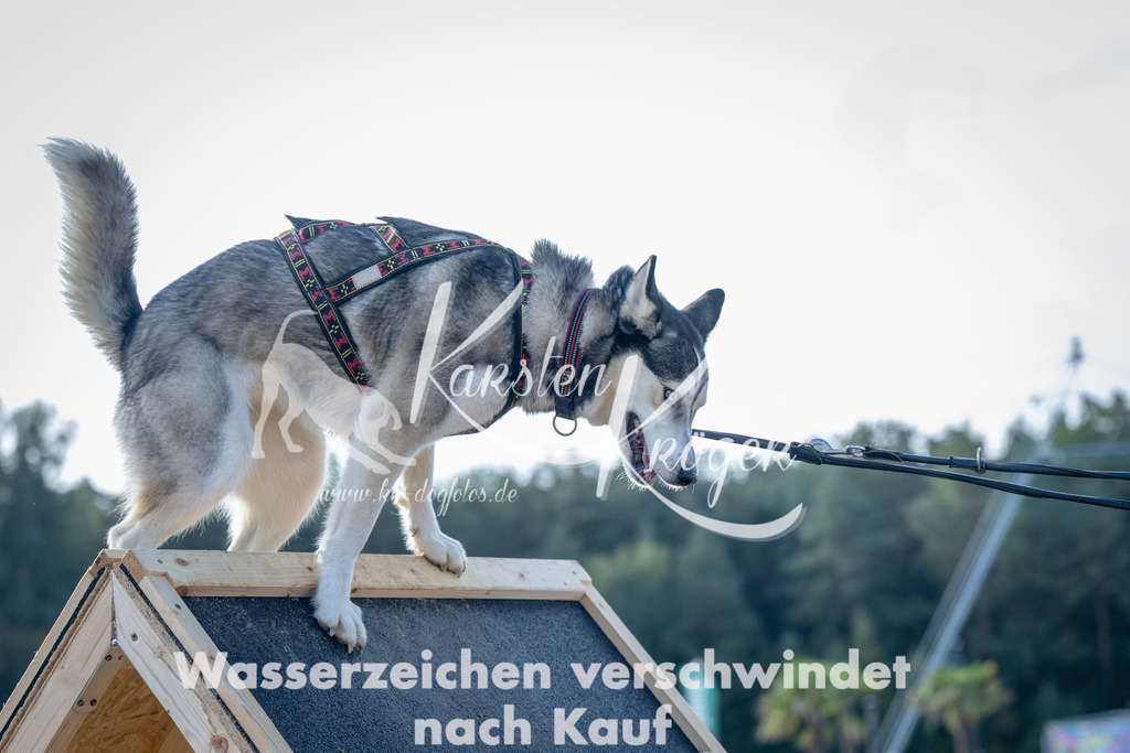 0951_ZZ92928 | kk-dogfotos