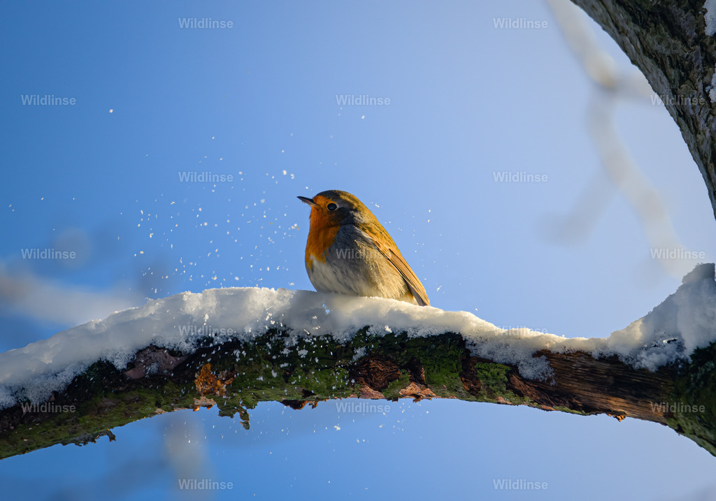 Wildlinse-231130-1 | Willkommen bei Wildlinse. Wildtierfotografien aus Schleswig-Holstein: Entdecke einzigartige Fine-Art-Prints und Poster, die Ruhe, Wildnis und die Schönheit unserer heimischen Tierwelt in dein Zuhause bringen. - Realisiert mit Pictrs.com