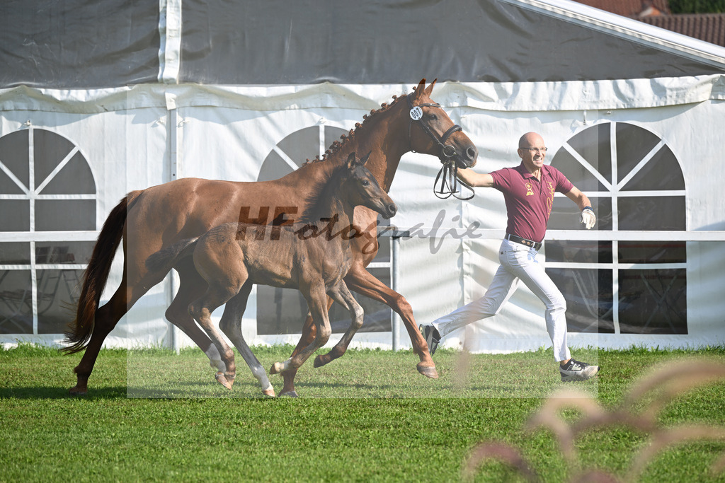 Kat-Nr. 7 Blue Eyes_Lechl_34240086 | hf-fotografie - Realisiert mit Pictrs.com