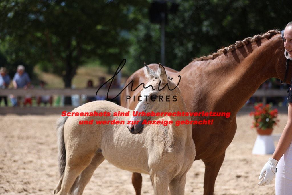 Fohlenschau_Schwäbisch_Hall_Ponys_KN 45_8 | lmwpictures - Realisiert mit Pictrs.com