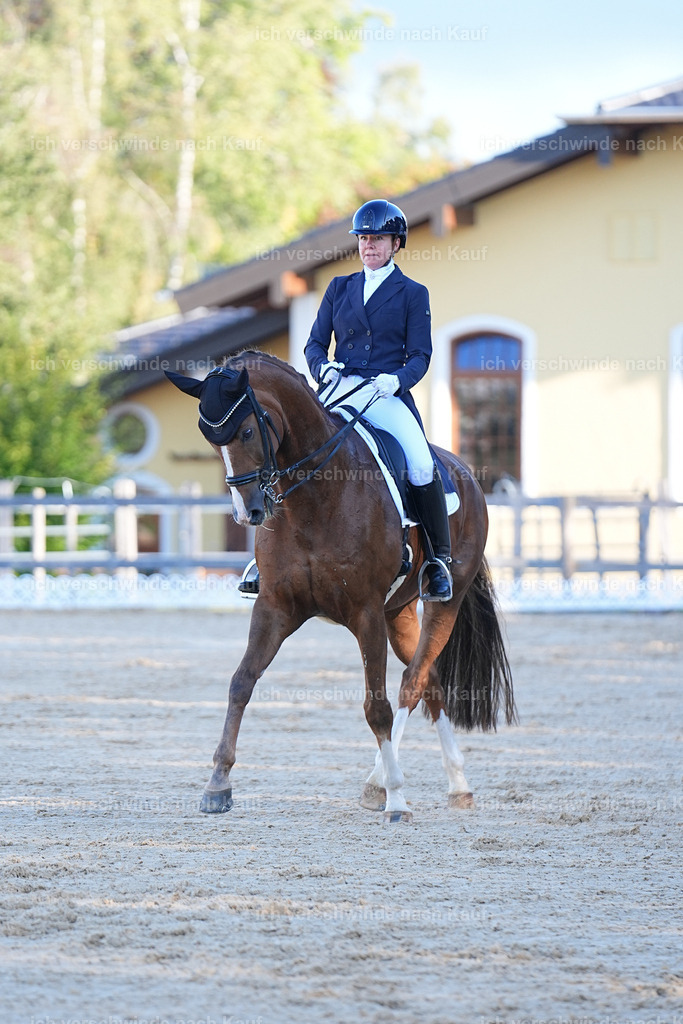 09_1-195-DRESSUR  S_  -Marixx-5656 | working equitationturnier fotograf videograf stoibphotography marixx film working equitation deutschland reitsport turnierfotografie eventfotografie equestrian events